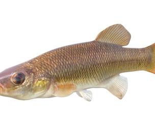 Seminole Killifish