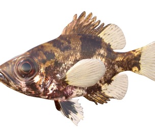 Shadow Bass fish