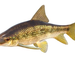 Sharpfin Chubsucker fish