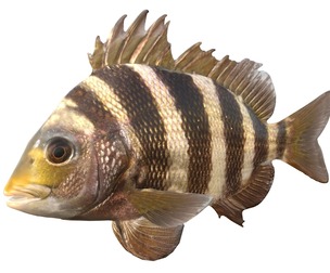 Sheepshead fish