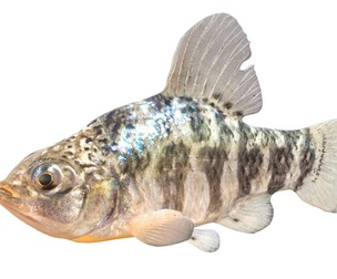 Sheepshead Minnow fish