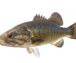 Shoal Bass fish