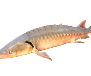 Shortnose Sturgeon fish