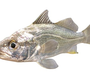 Silver Perch fish