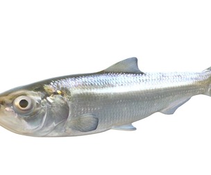 Skipjack Herring fish