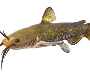 Snail Bullhead fish