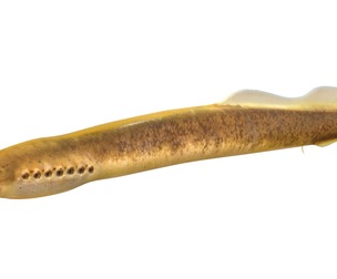 Southern Brook Lamprey fish