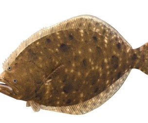 Southern Flounder fish