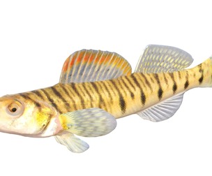Southern Logperch fish