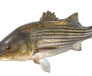 Striped Bass fish