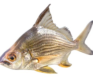 Striped Mojarra fish