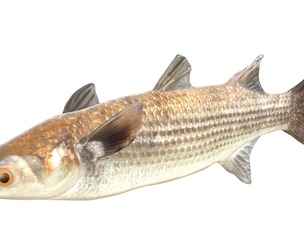 Striped Mullet fish