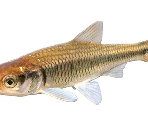 Striped Shiner fish