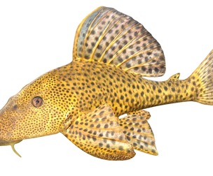 Suckermouth Catfish