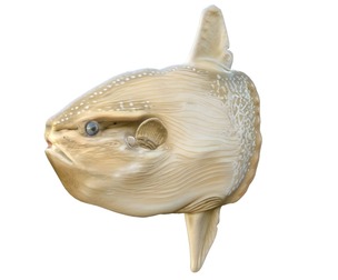 Sun fish
