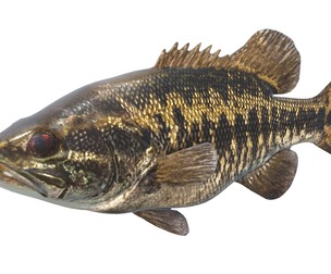Suwannee Bass fish