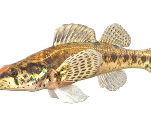 Swamp Darter fish
