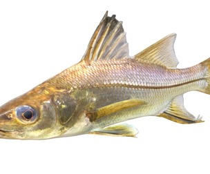 Swordspine Snook fish