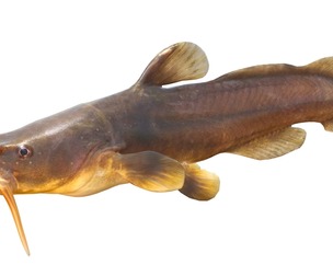 Tadpole Madtom fish
