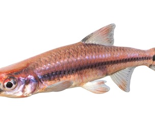 Taillight Shiner fish