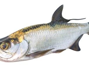 Tarpon fish