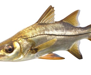 Tarpon Snook fish
