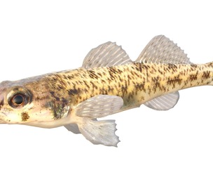 Tessellated Darter fish