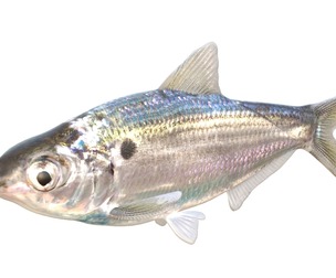 Threadfin Shad fish