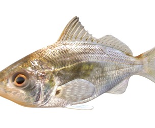 Tidewater Mojarra fish