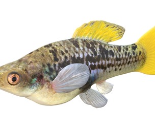Variable Platyfish
