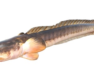 Violet Goby fish