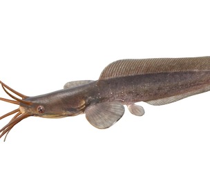 Walking Catfish