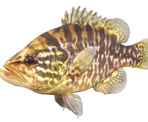 Warmouth fish