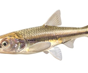 Weed Shiner fish