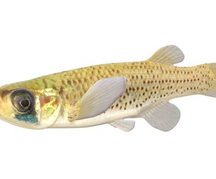 Western Starhead Topminnow fish