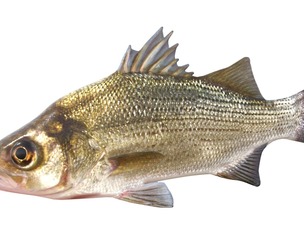 White Bass fish