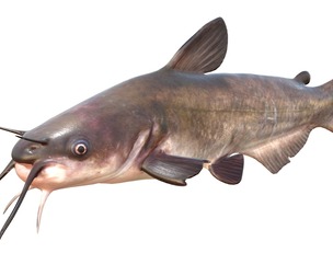 White Catfish
