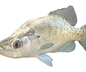 White Crappie fish