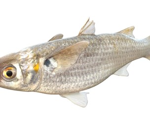 White Mullet fish