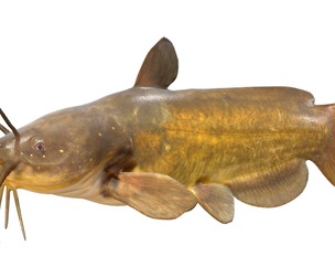 Yellow Bullhead fish