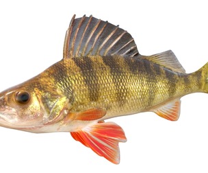 Yellow Perch fish