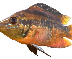 Yellowbelly Cichlid fish