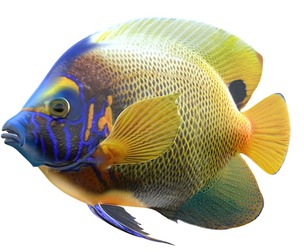 Angelfish BlueFace fish