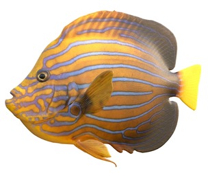 Angelfish Blueline fish