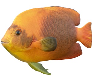 Angelfish Clarion