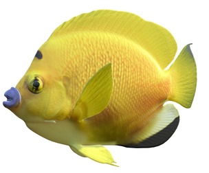 Angelfish Flagfin