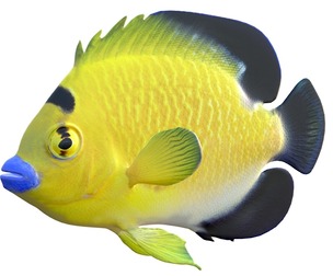 Angelfish Goldflake