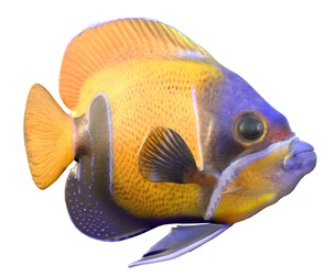 Angelfish Majestic