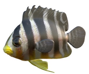 Angelfish Multibarred