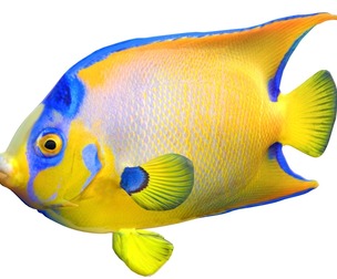Angelfish Queen
